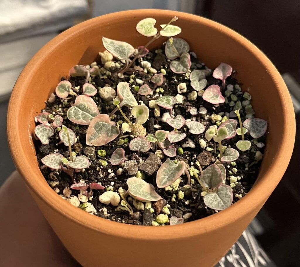 watering SoH props
