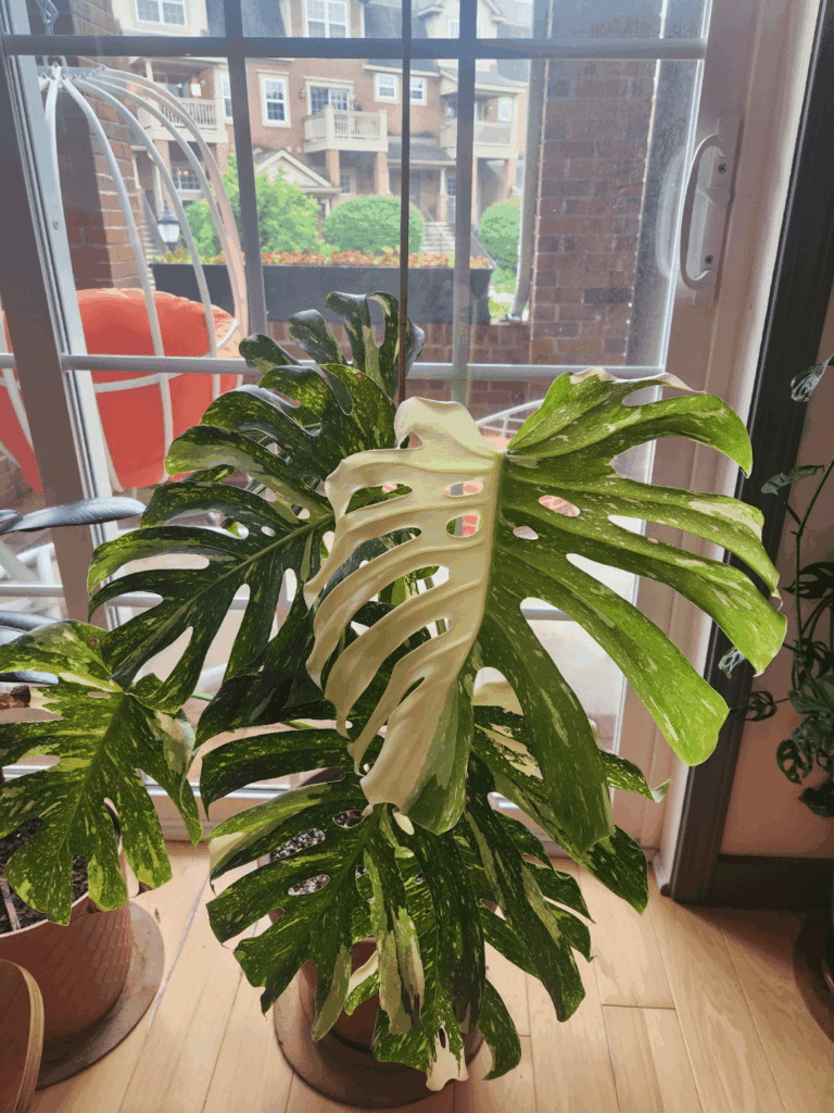 My Two Year Old Thai Con Sprouted This Leaf