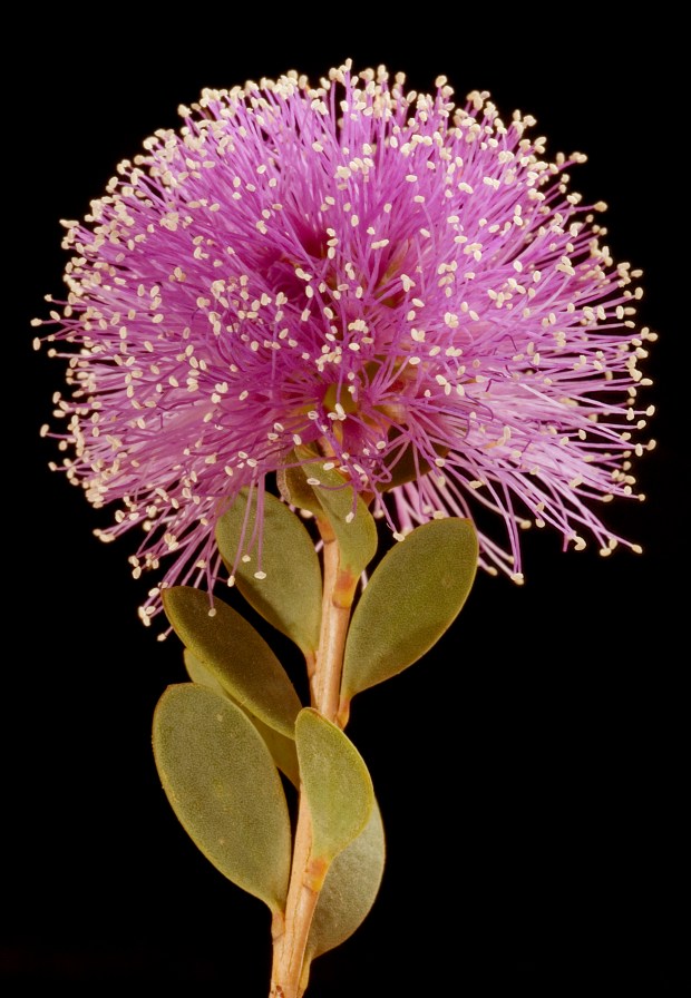 Showy honey myrtle (Melaleuca nesophila). In 1915, a plant nursery...