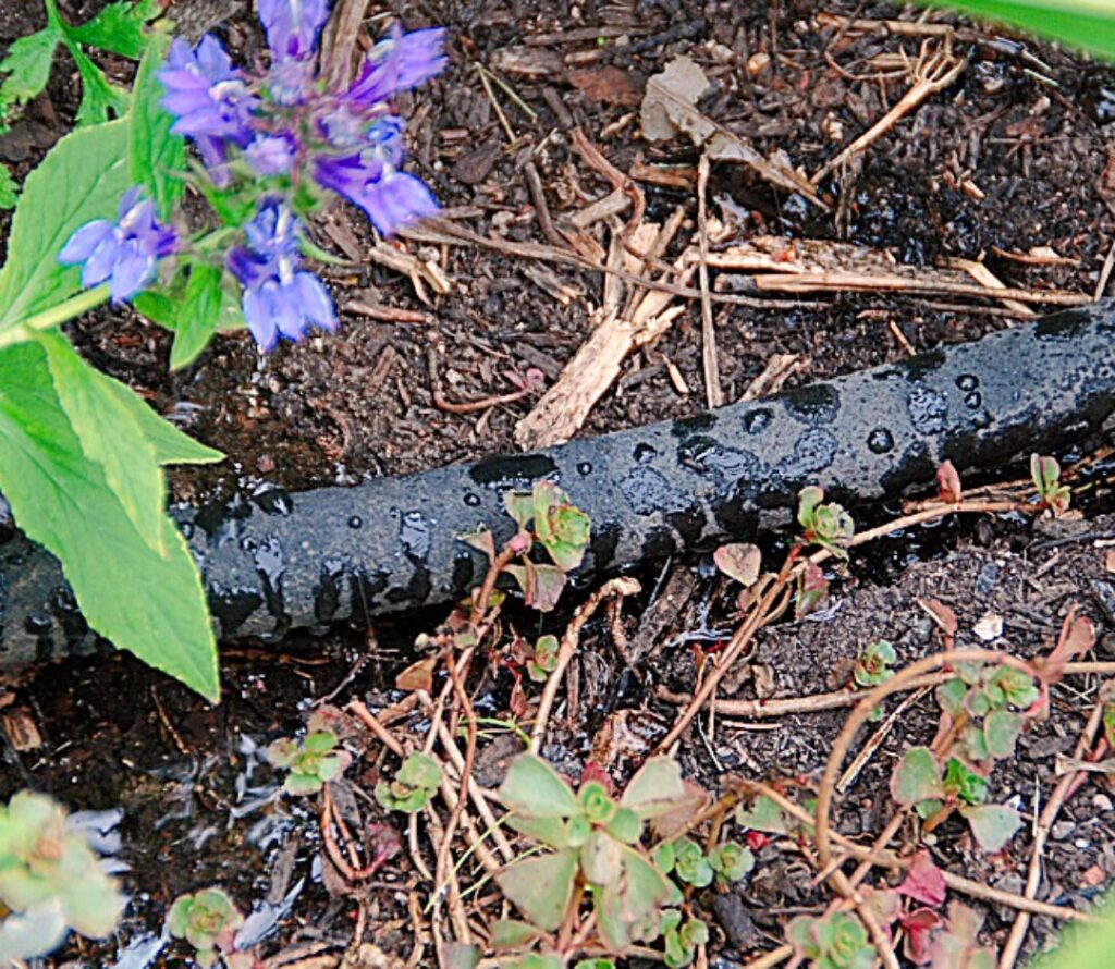 Gardening in extreme heat – Brookings Register Soaker hoses and drip irrigation save water by applying it directly to the soil where it is needed.