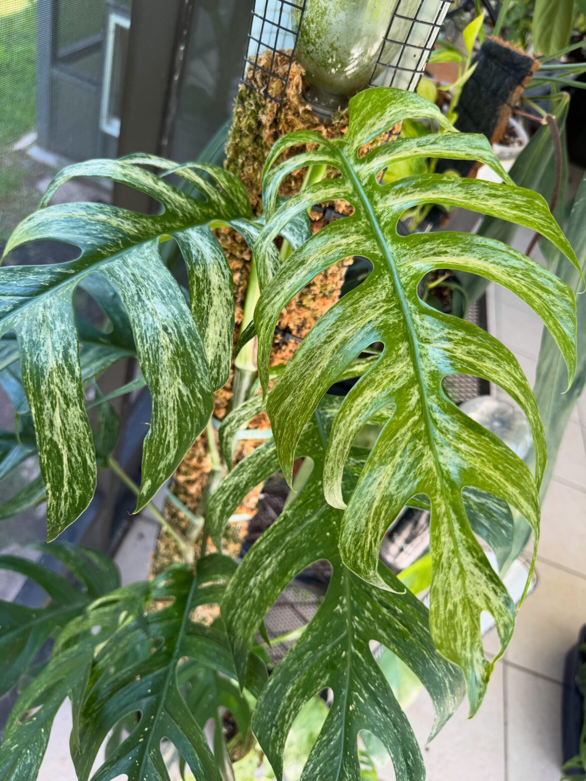 Epipremnum white monster
