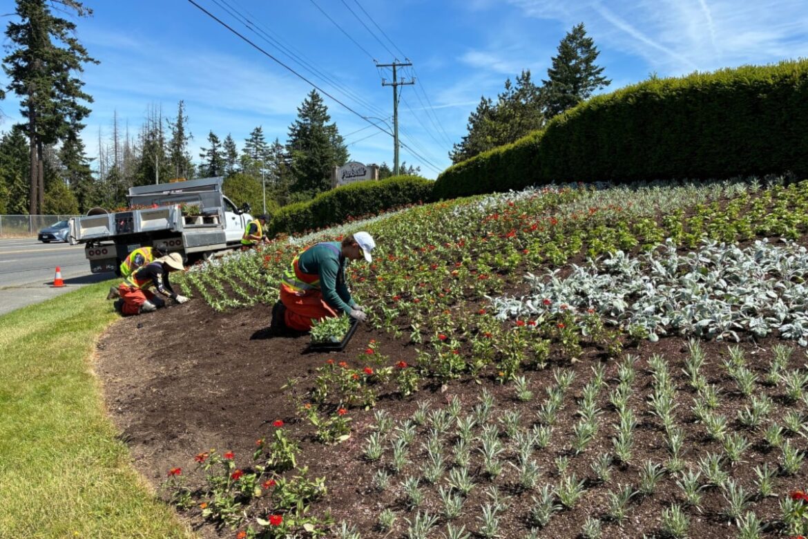 City crews plant more than 13,000 flowers in Parksville City crews plant more than 13,000 flowers in Parksville