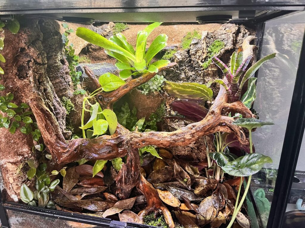 My new WTF vivarium! Advice welcome!!! My new WTF vivarium! Advice welcome!!!