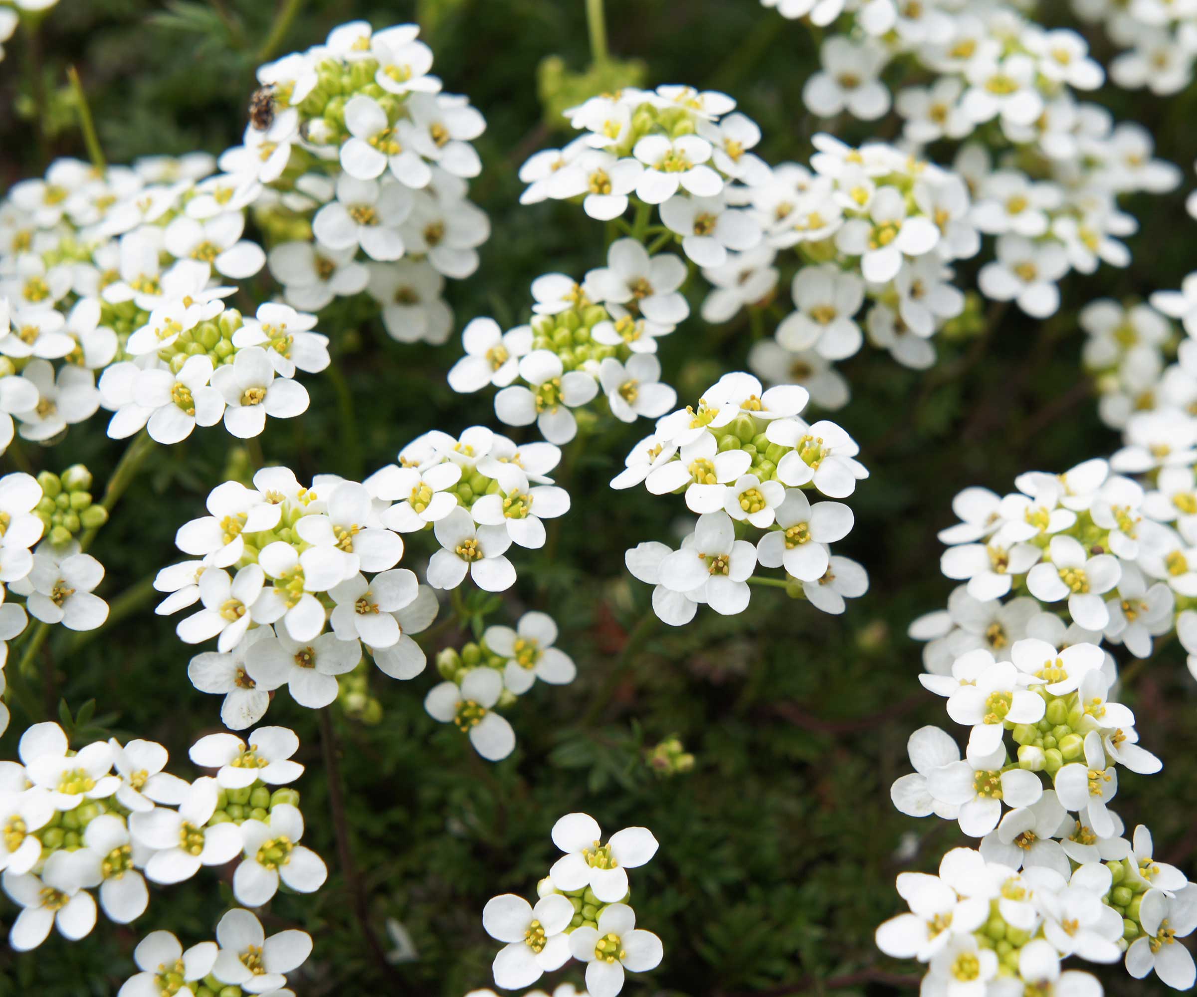 white sweet alyssum flowers