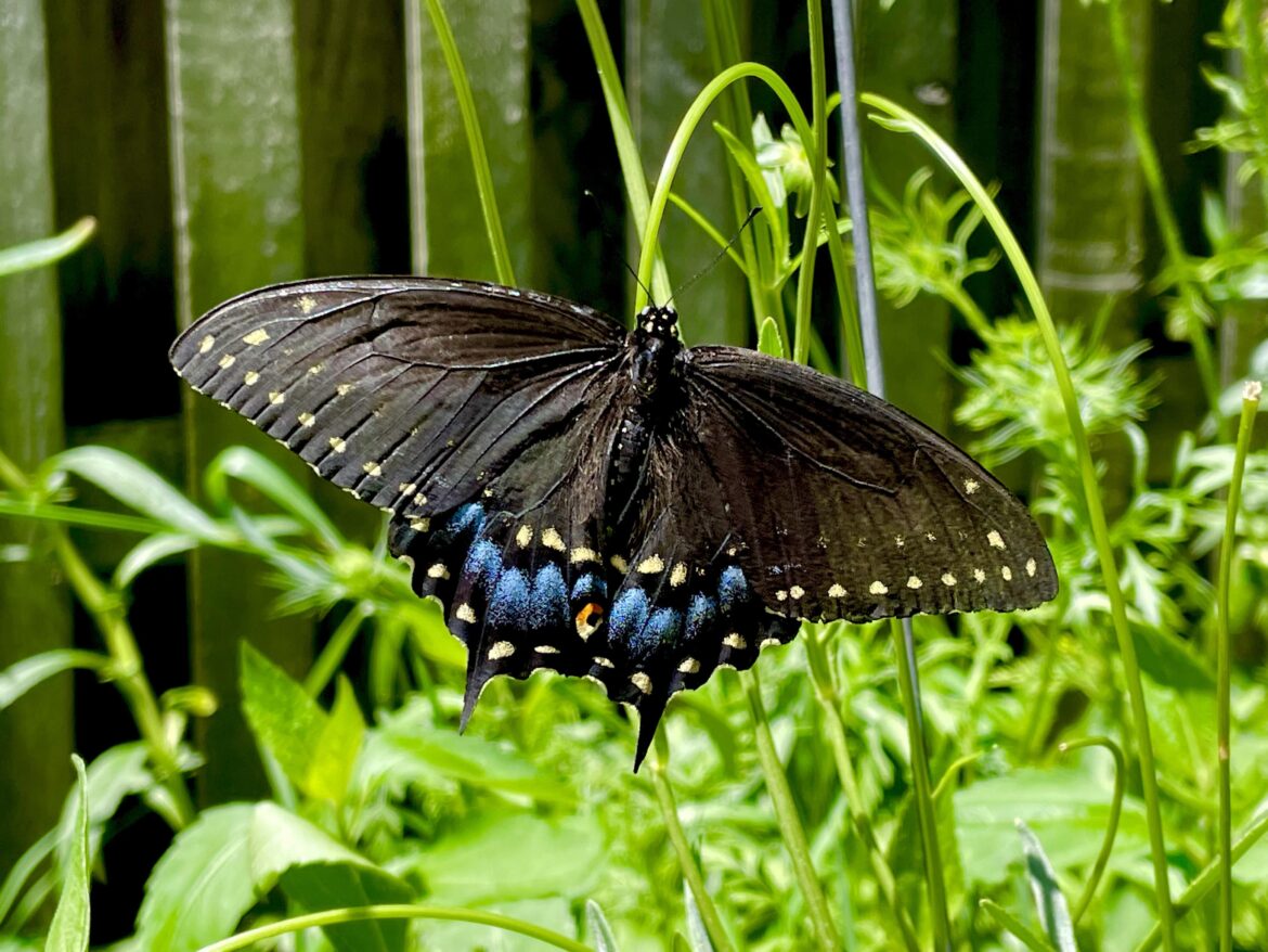 The parsley and wild carrot in my NoLawn attract lots of Black Swallowtails 😊