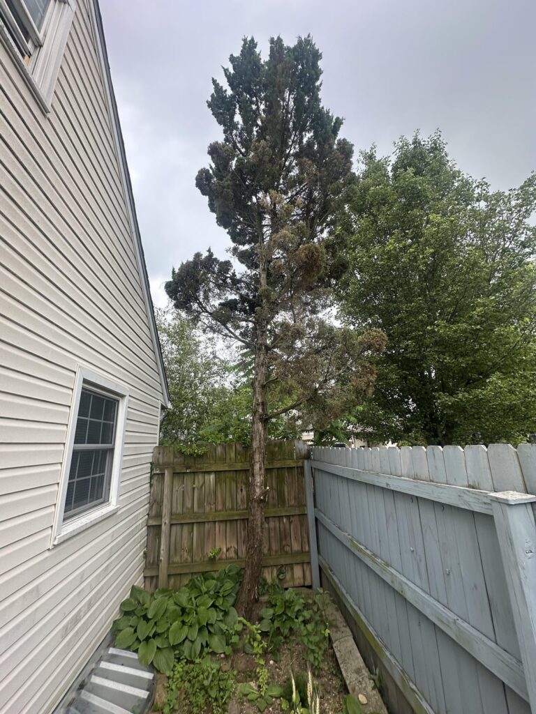 Can anyone tell me how to heal this juniper tree?