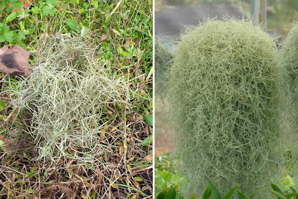 Left, Spanish moss seen on the ground in an Aussie backyard. Right, the plant hanging from a backyard planter. Source: Kierans Creek Landcare Group/NSW WeedWise/Forest and Kim Starr, flickr.com
