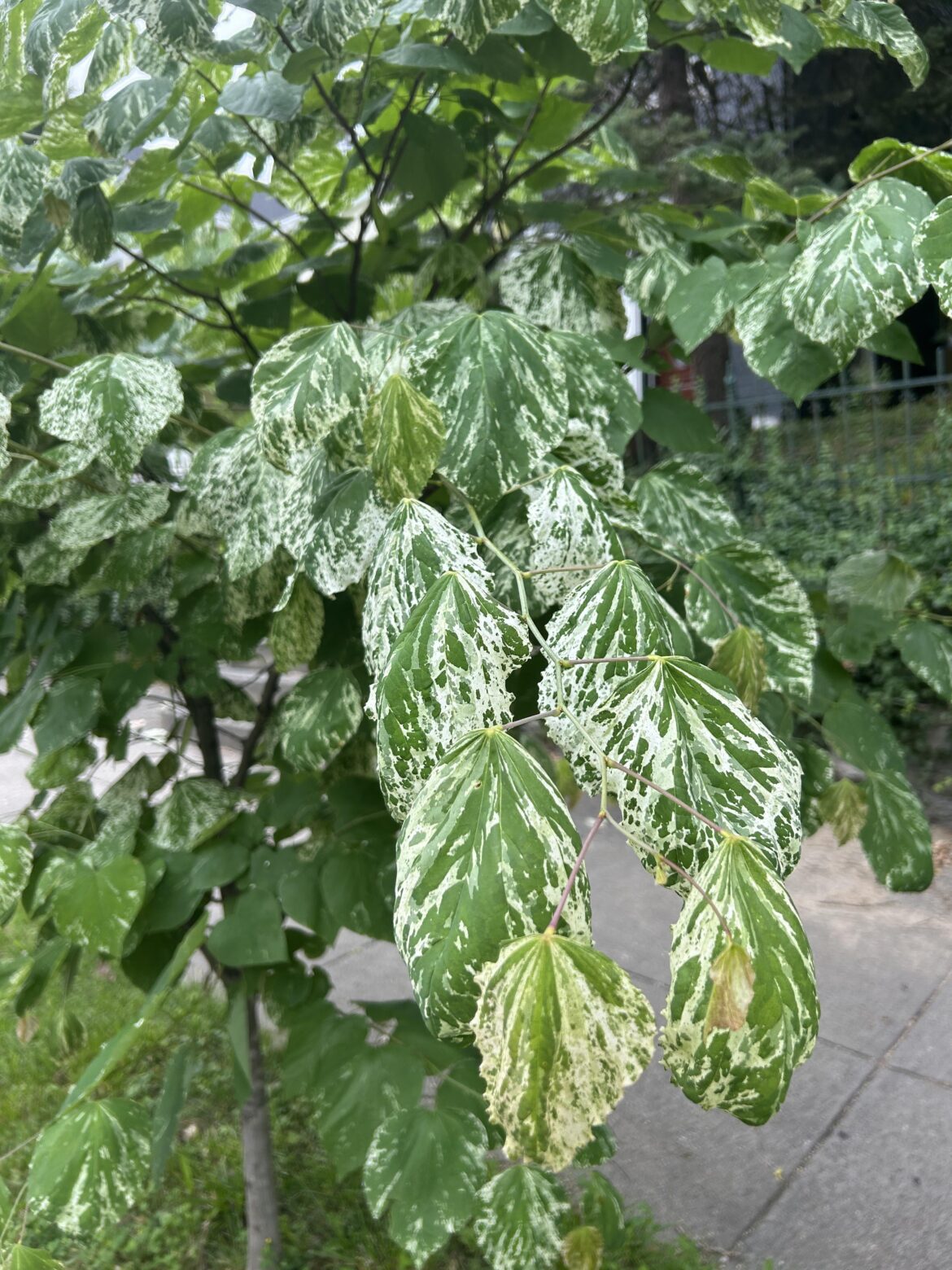 Redbud ID