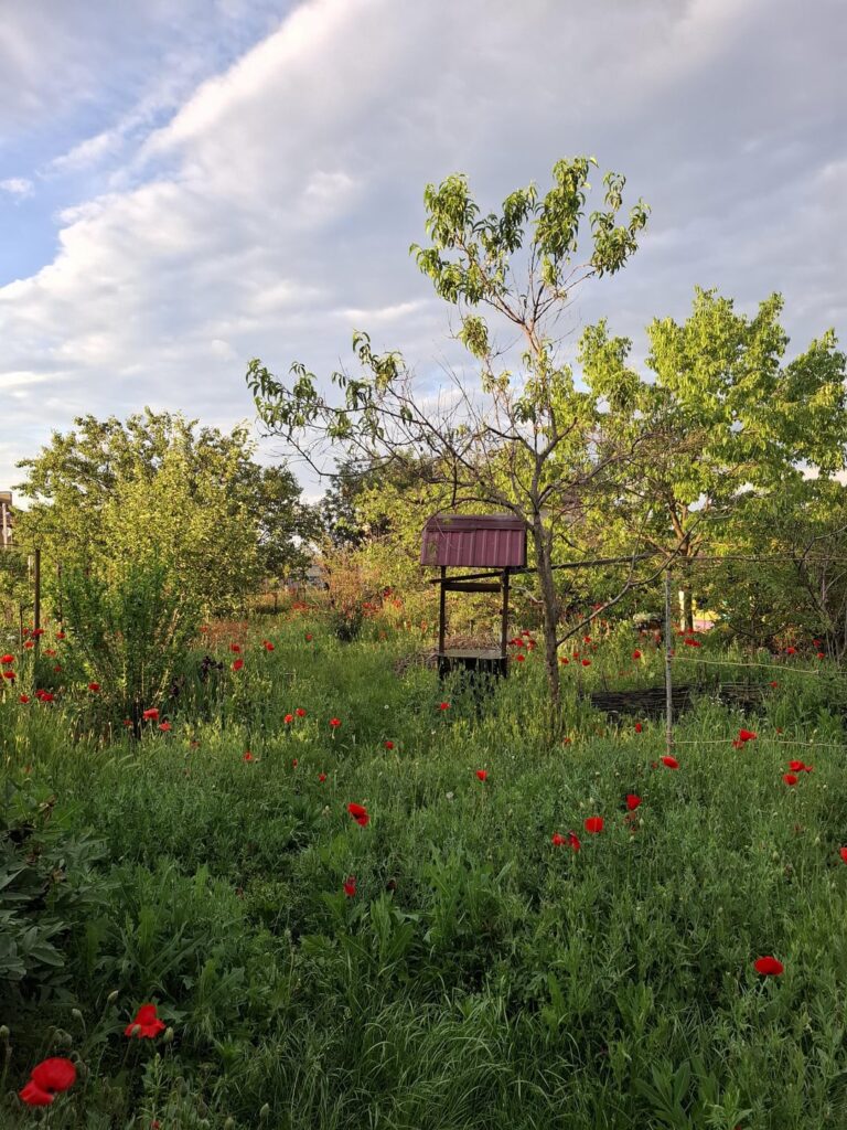 poppies