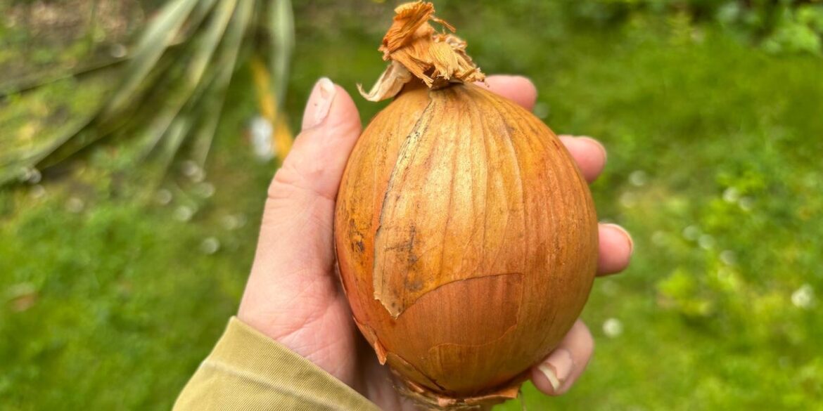 UK Gardeners Advised To Place Onions On Their Lawn UK Gardeners Advised To Place Onions On Their Lawn