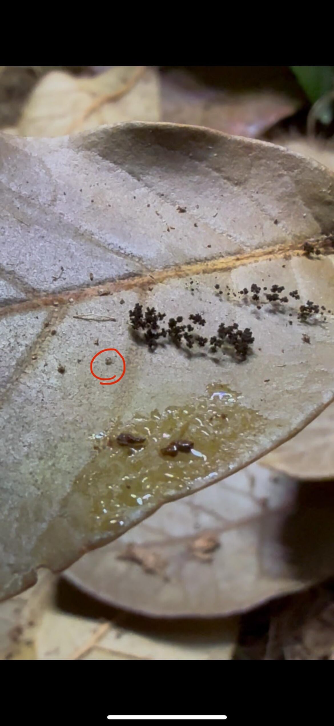 Are these mites harmless? Are these mites harmless?