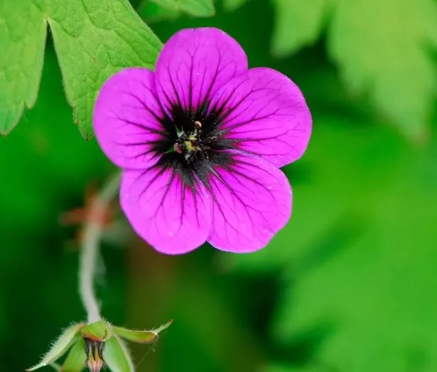 The vivid magenta ‘Ann Folkert’ geranium