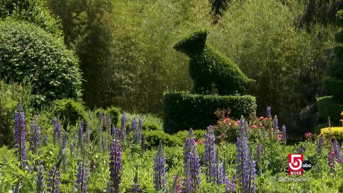 Preserving history and artistry at America’s oldest topiary garden