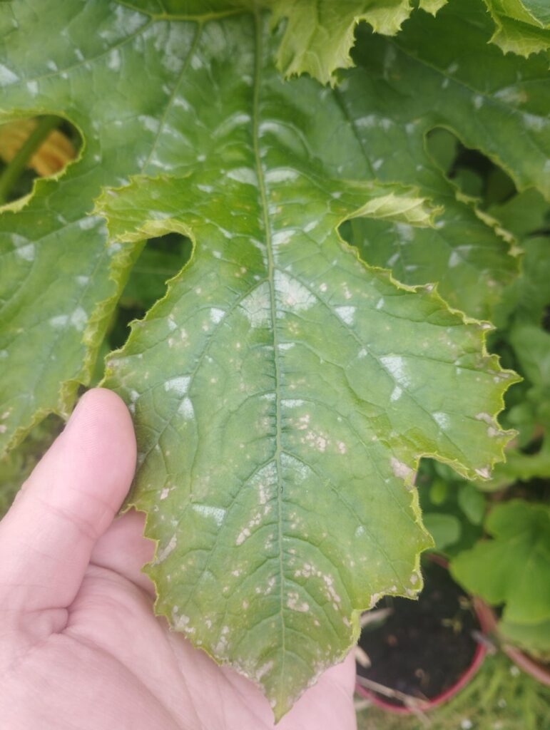 Showing off my garden and some problem Showing off my garden and some problem