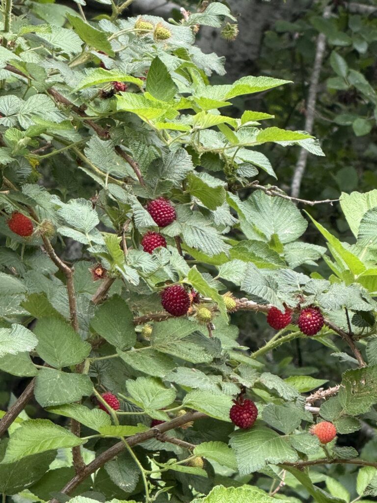 what is this? found an hour north of San Francisco
