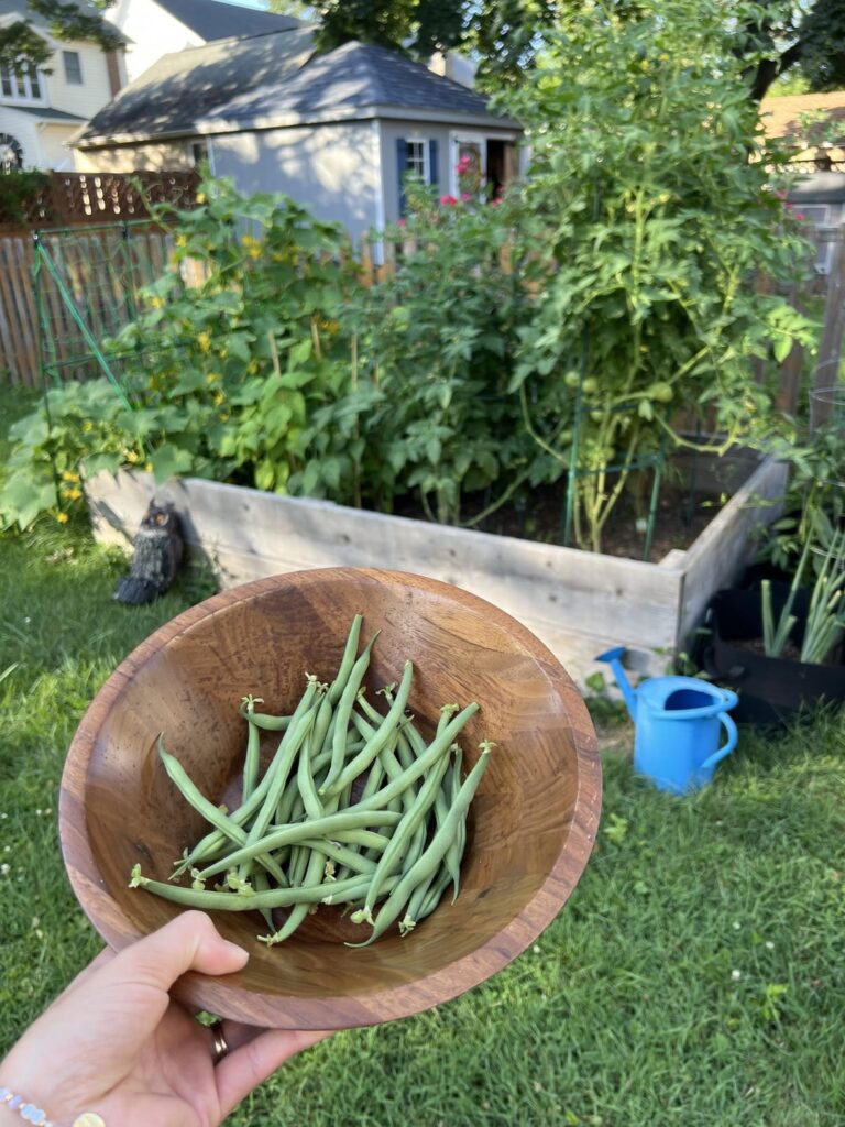 My First Ever Green Bean Harvest! My First Ever Green Bean Harvest!