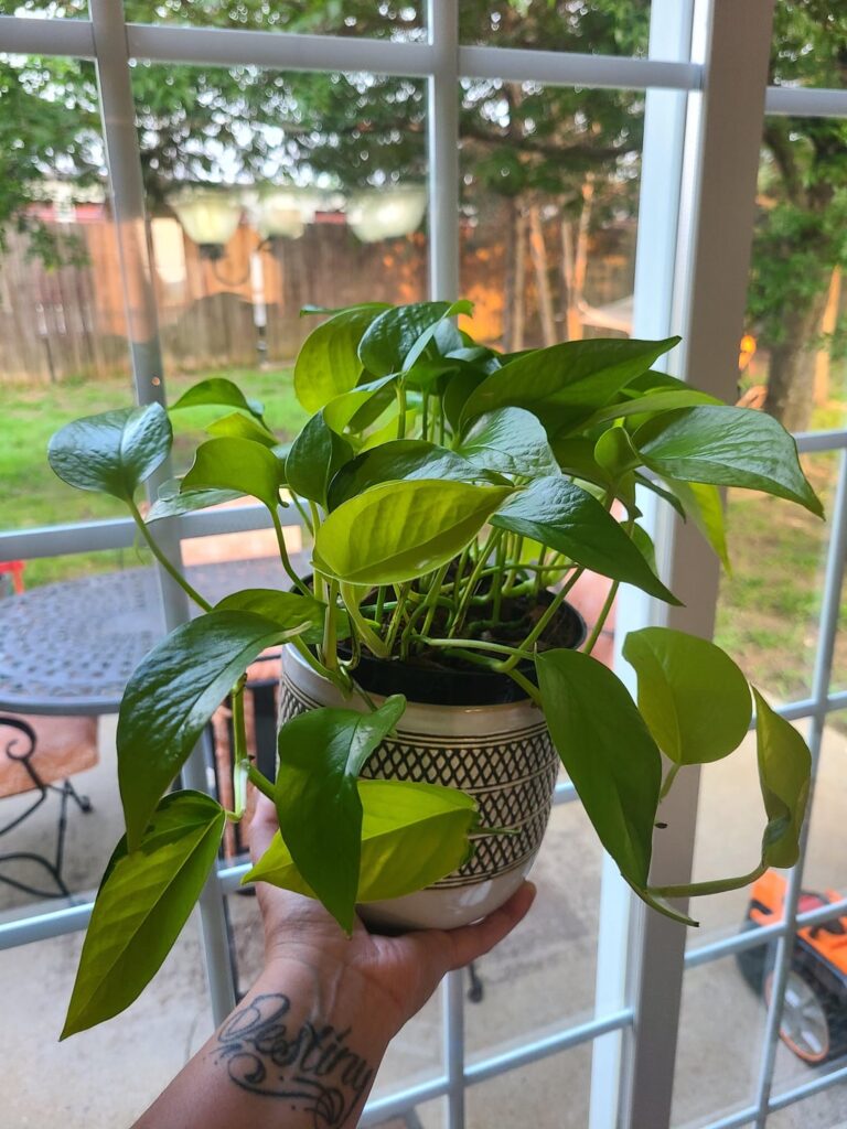Appreciating "Neo" the neon pothos today 🌱