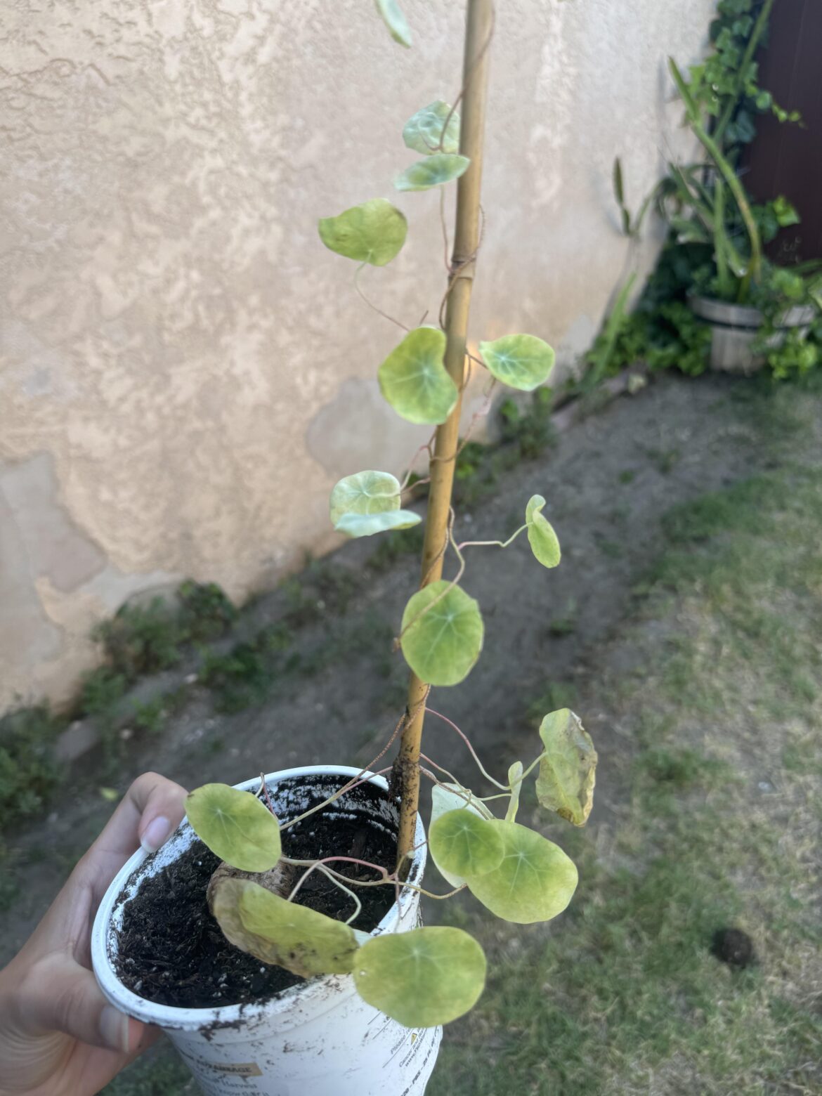 I DON’T WANT IT TO DIE!!! I DON’T WANT IT TO DIE!!!