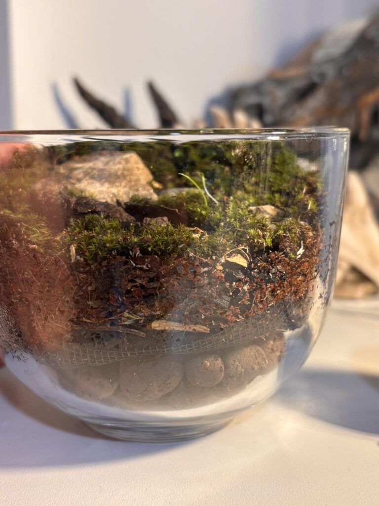 Hello world ! My first try at a mossarium. Hello world ! My first try at a mossarium.