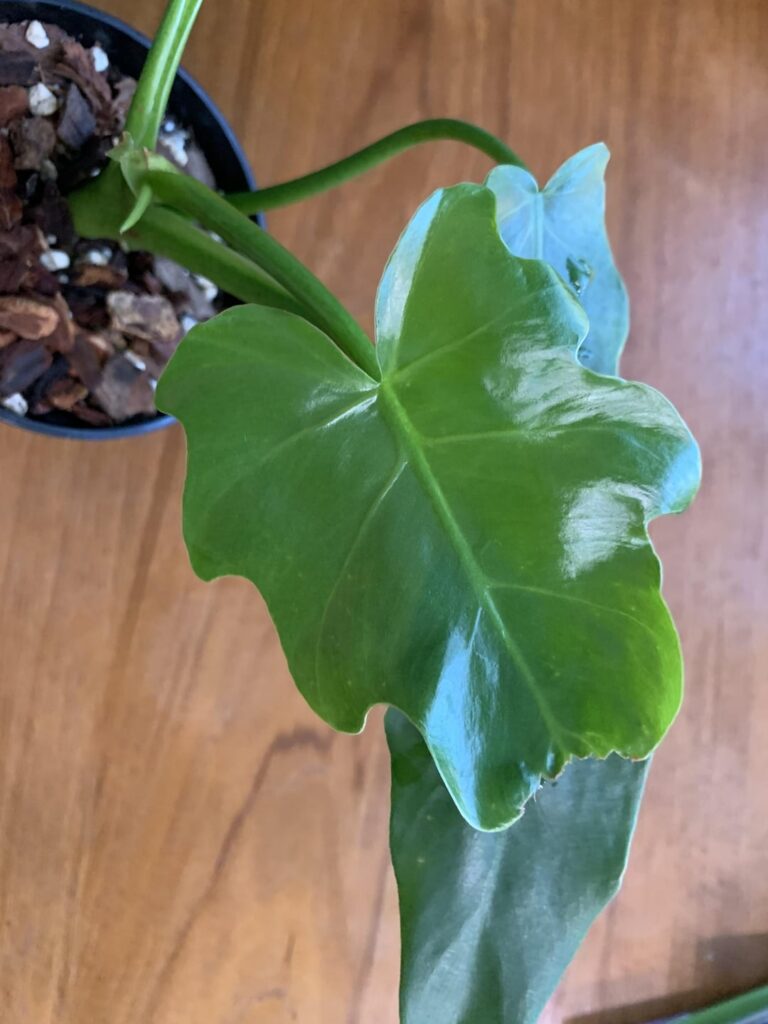Curiouser and curiouser (still trying to ID my Spiritus Scammy plant) Curiouser and curiouser (still trying to ID my Spiritus Scammy plant)