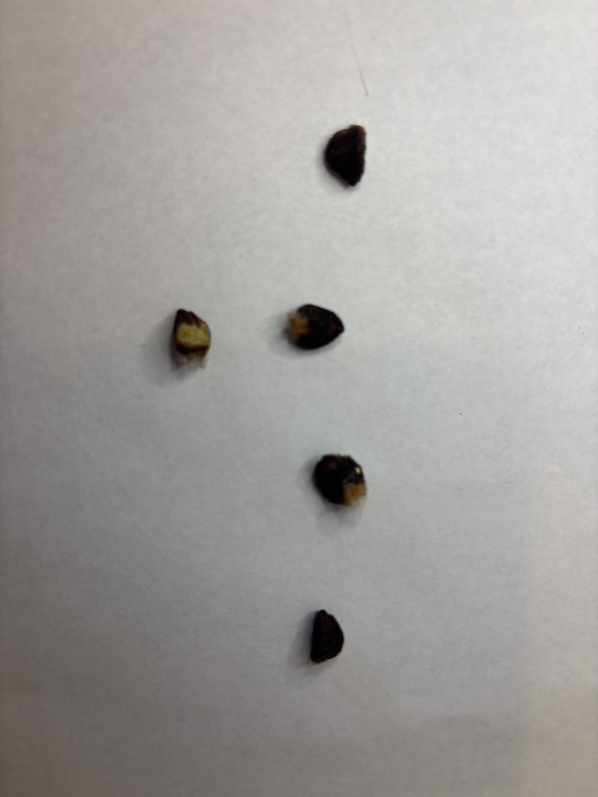 Ipomena Bullata – germination attempt Ipomena Bullata - germination attempt
