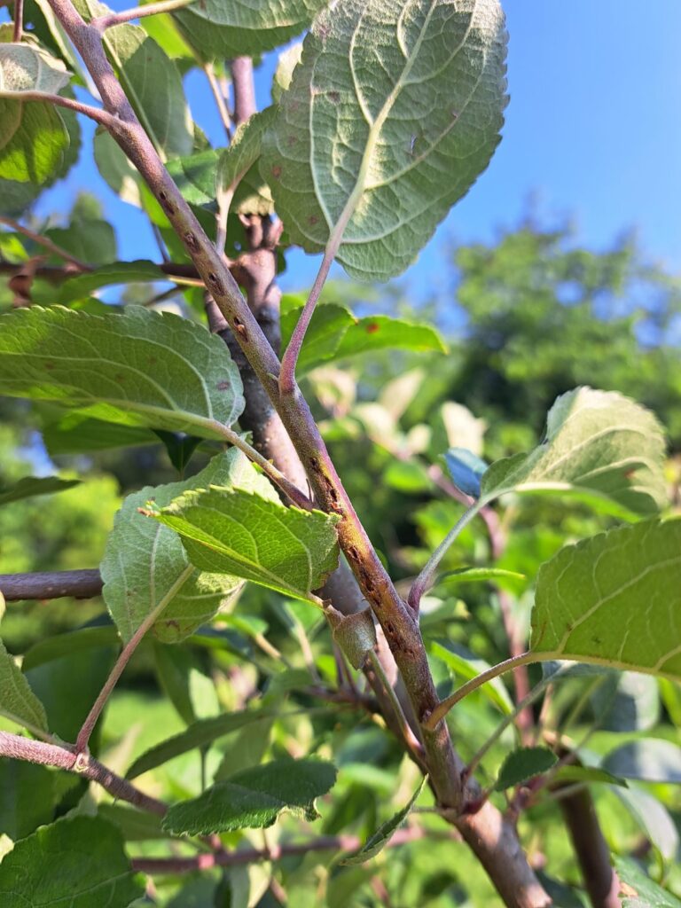 Canker and Twig Dieback