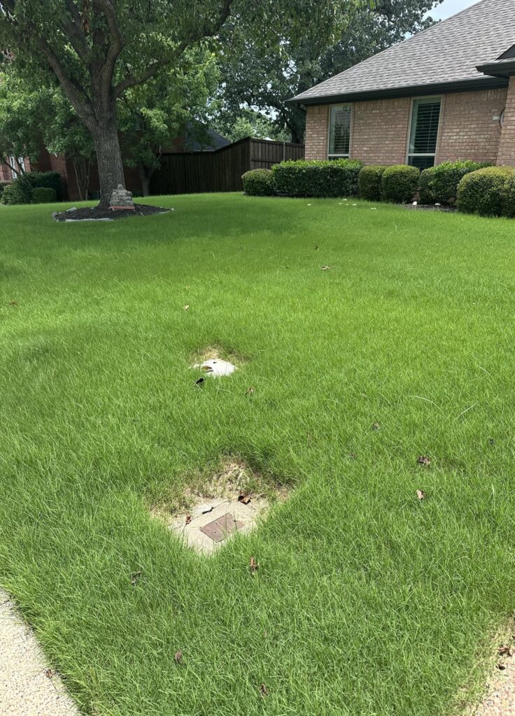 DFW, TX: Trugreen service for over a year, how is my yard?