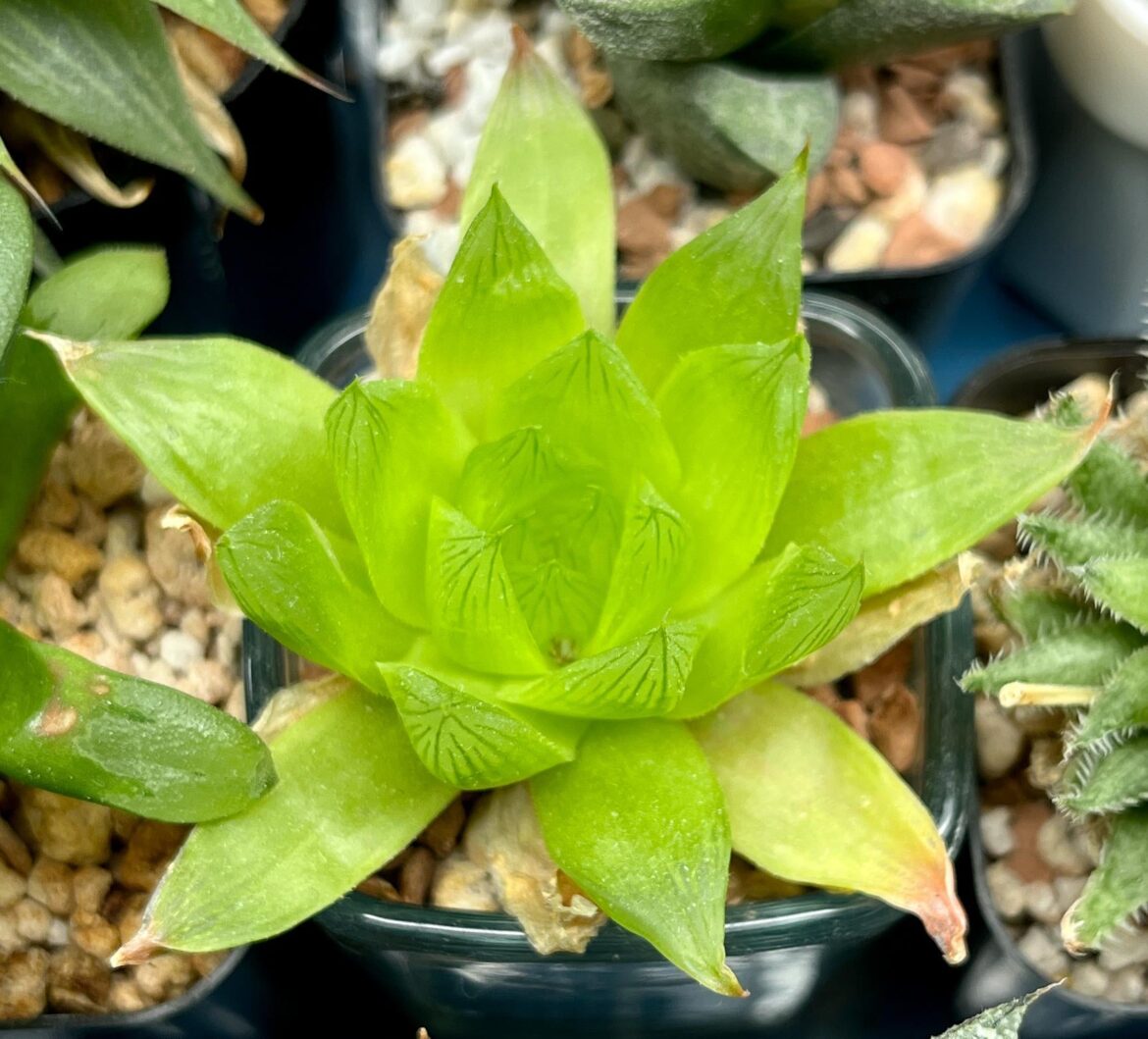 emeralda living up to its name, 1 year ex HaworthiaLand (cymbiformis 'emeralda', MBB6925, Kok-se-pad, N of Kirkwood)