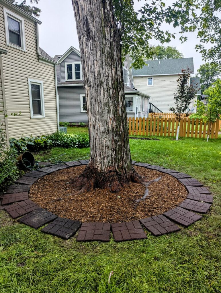 Uncovering flare on silver maple – done Uncovering flare on silver maple - done