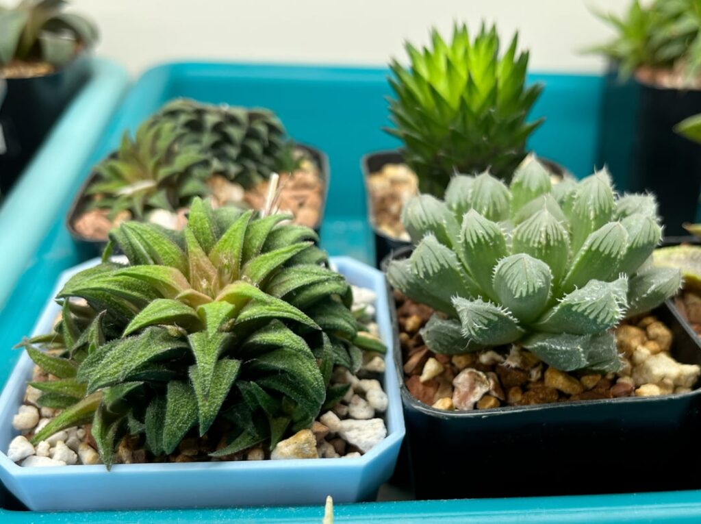 parksiana hybrid (PP302), Akebono Nishiki (non-variegated offset), and companion Aloe bowiea