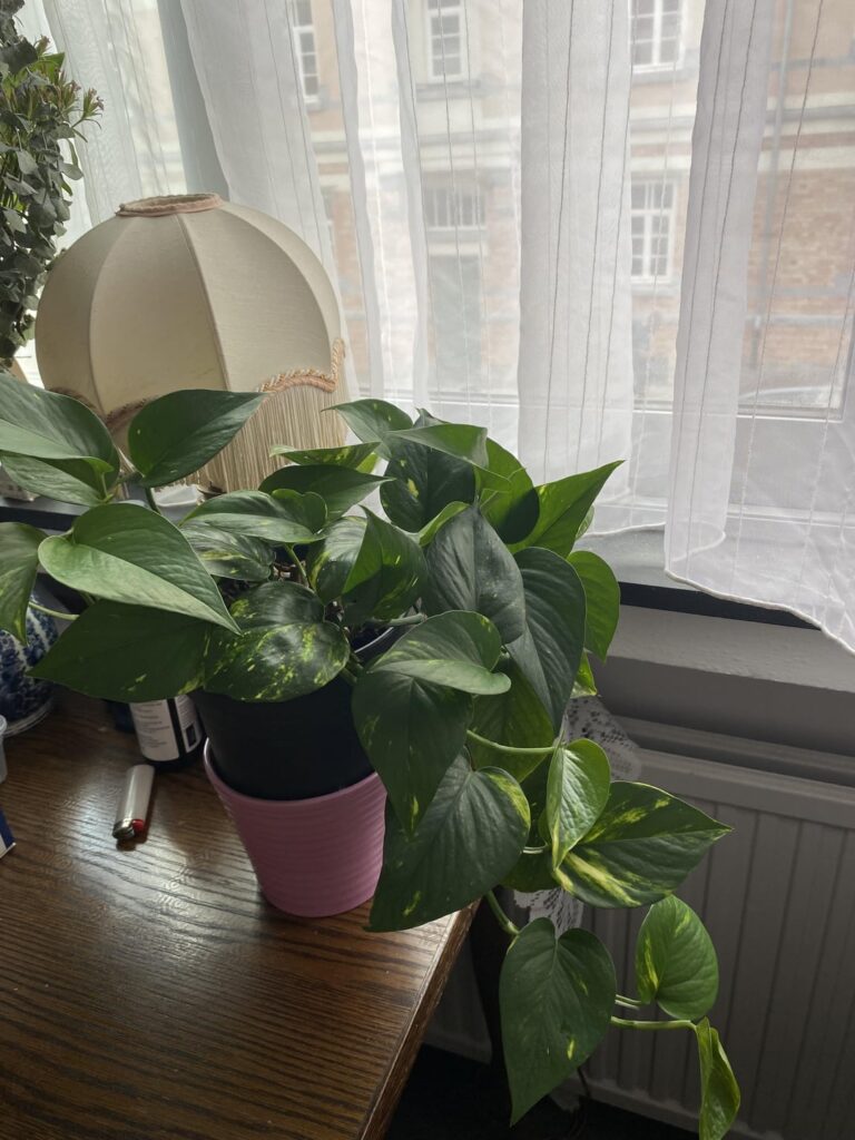 Pothos only growing on one side