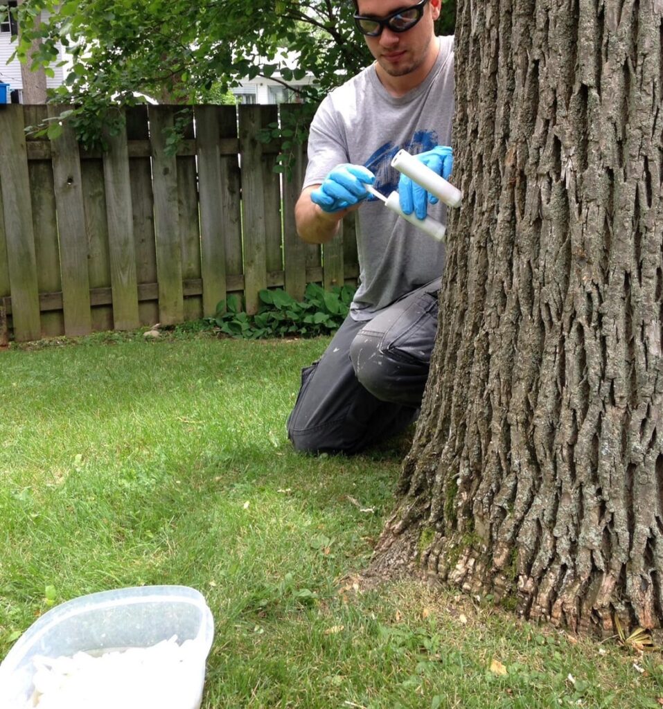 the three tree guys tripling down on tree treatments