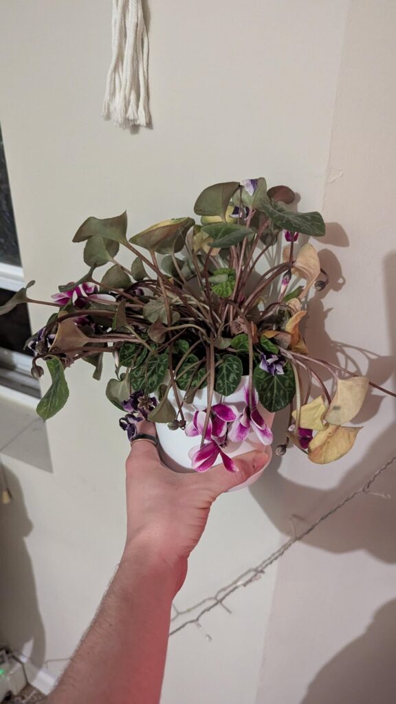 Trader Joe's Mystery Plant Dying :(