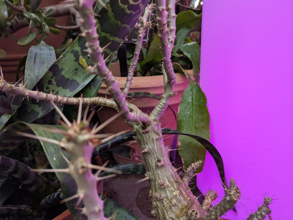 Random caudex plants