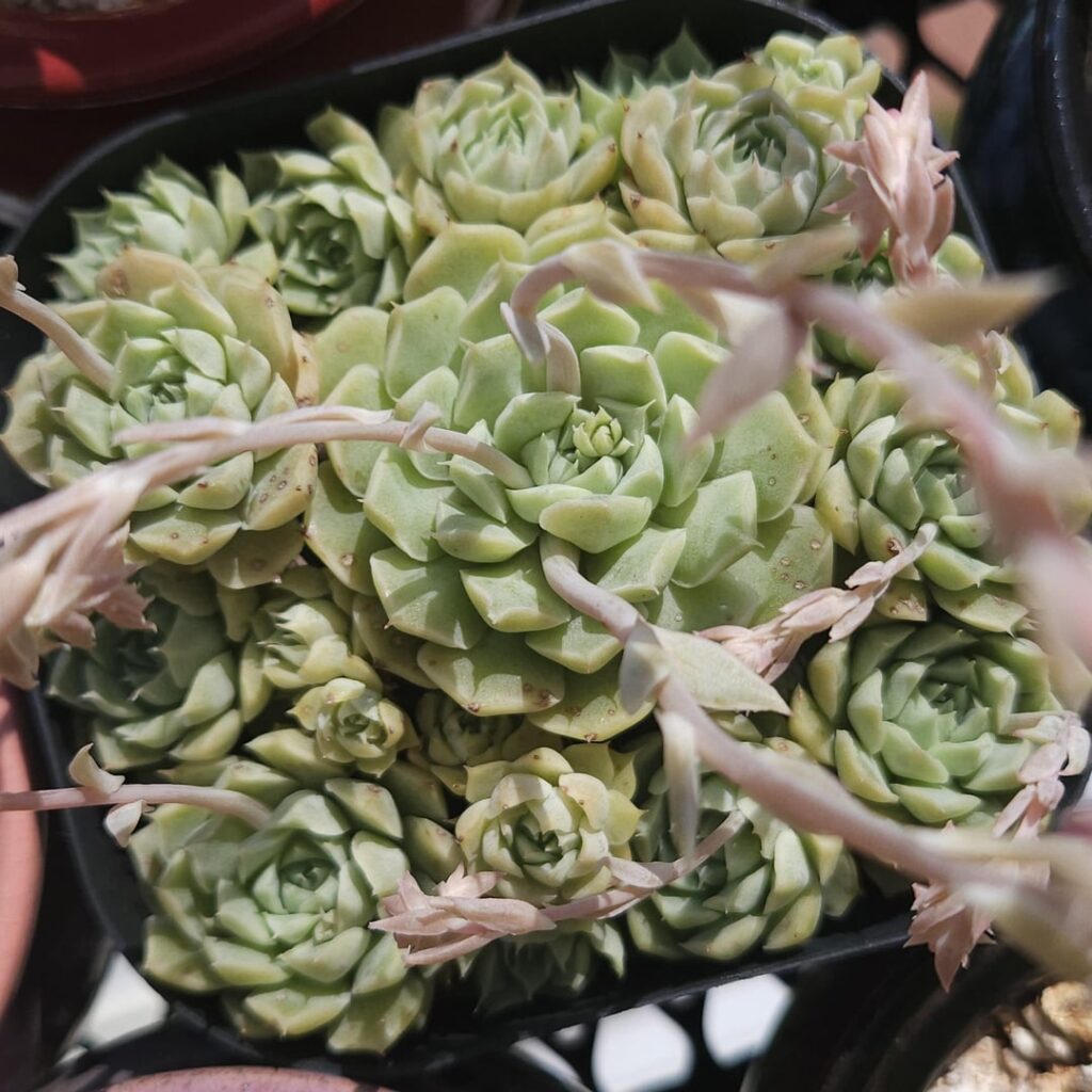 Echeveria halbingeri [Echeveria halbingeri Walther, 1958]