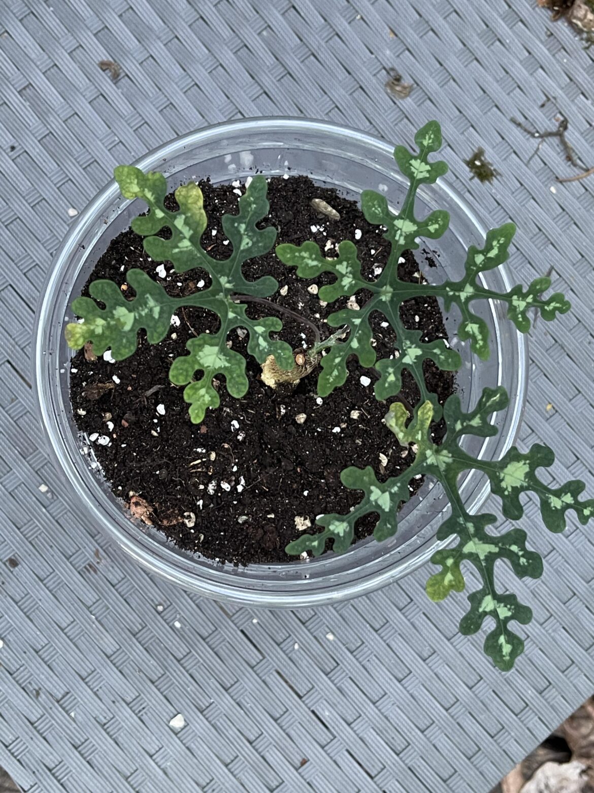 Adenia Lovers Adenia Lovers