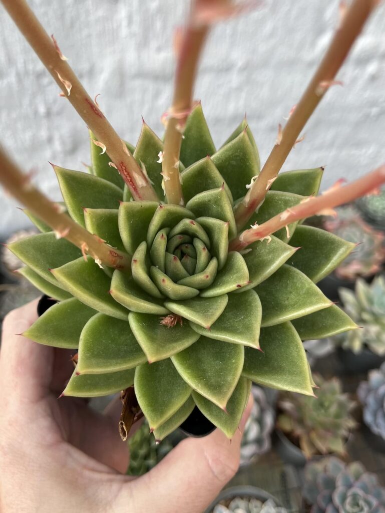 agavoides ‘Corderoyi’ x simulans in flower