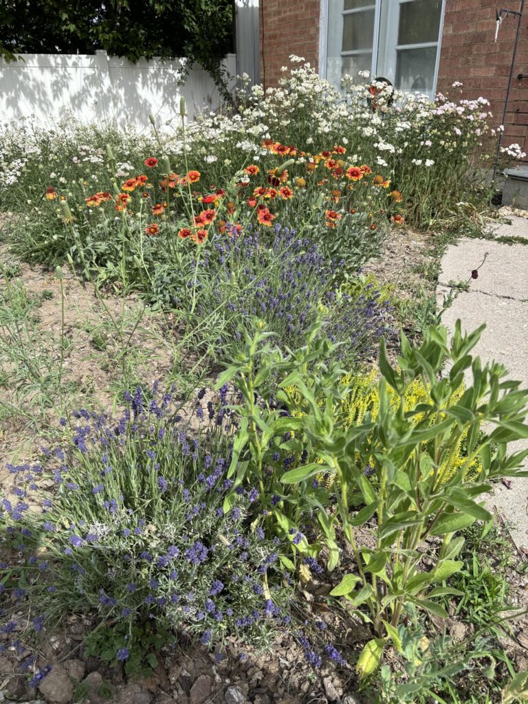 Year 3 of No Lawn, so proud! Year 3 of No Lawn, so proud!