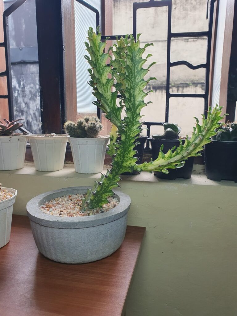 I have an urge to show my plants to others but don't have many people to show. So here I am with my cacti