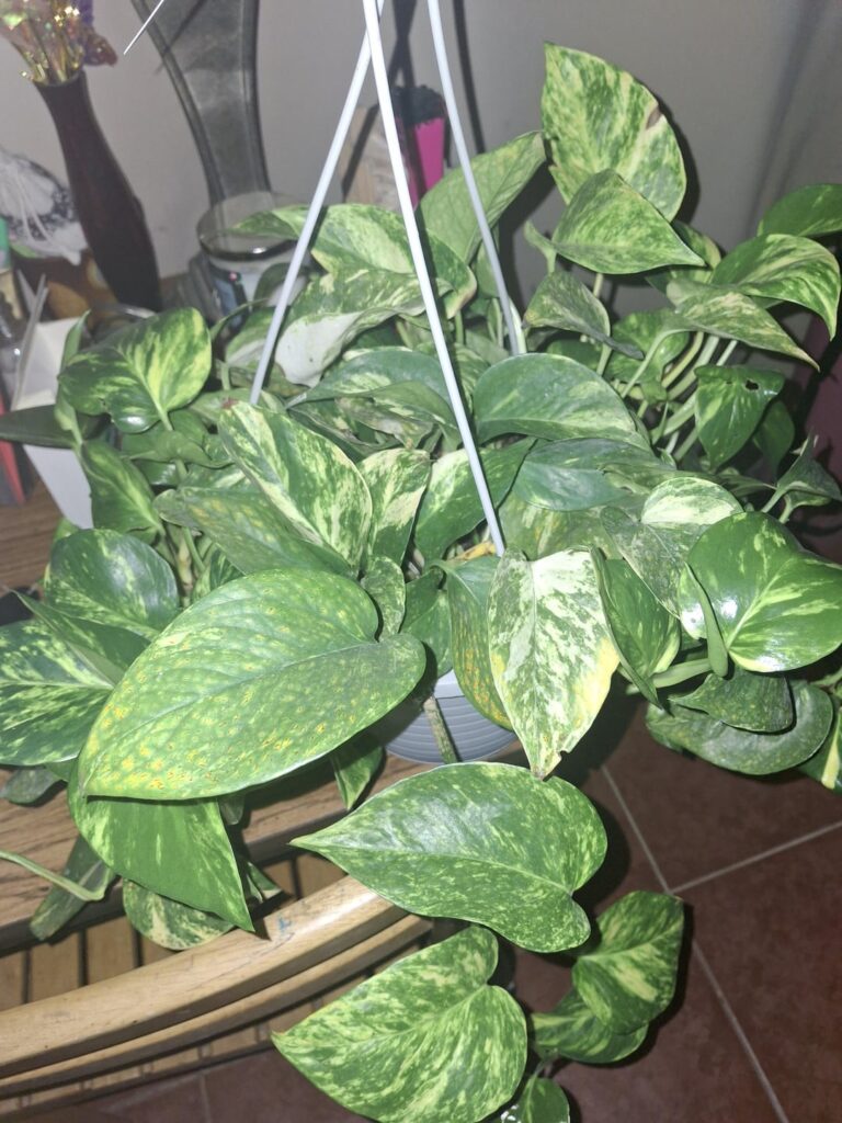 Can someone give me tips and an ID? Can someone give me tips and an ID?