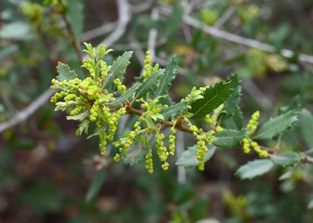 California scrub oak (Quercus berberidifolia). This medium-to-small oak tree grows...