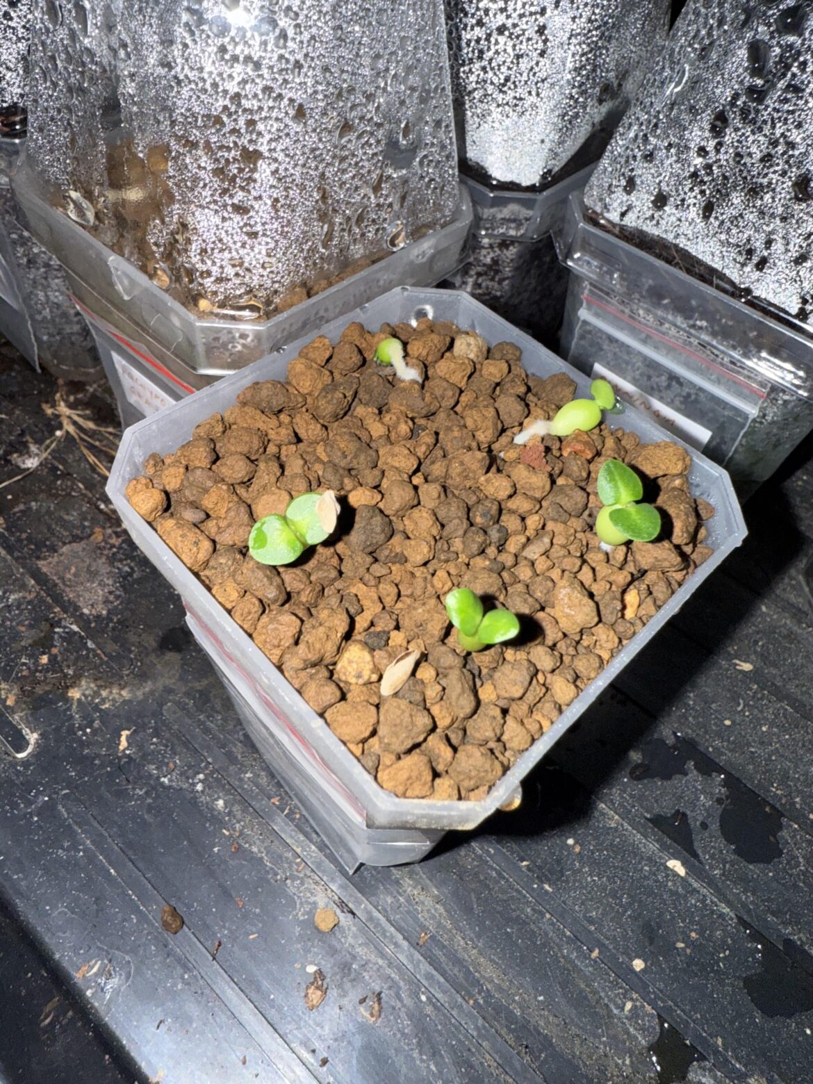 Pachypodium Succulentum babies