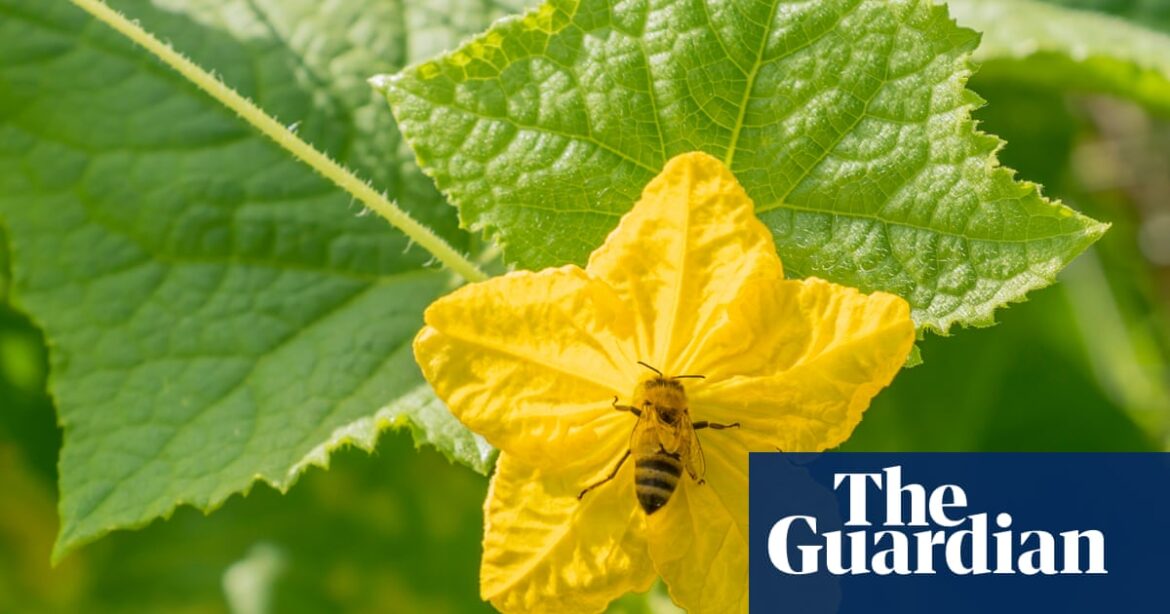 Get to grips with pollination – your garden (and the bees) will thank you for it | Gardening advice Get to grips with pollination – your garden (and the bees) will thank you for it | Gardening advice