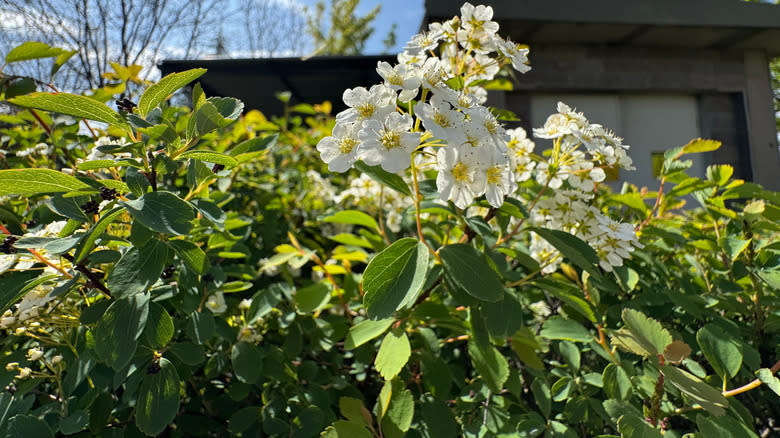 Closeup of a spirea shrub with white blooms