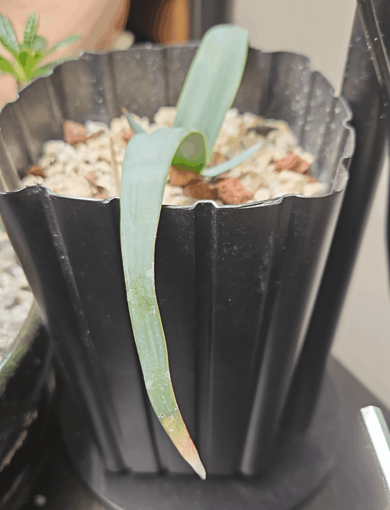 Normal welwitschia? Normal welwitschia?