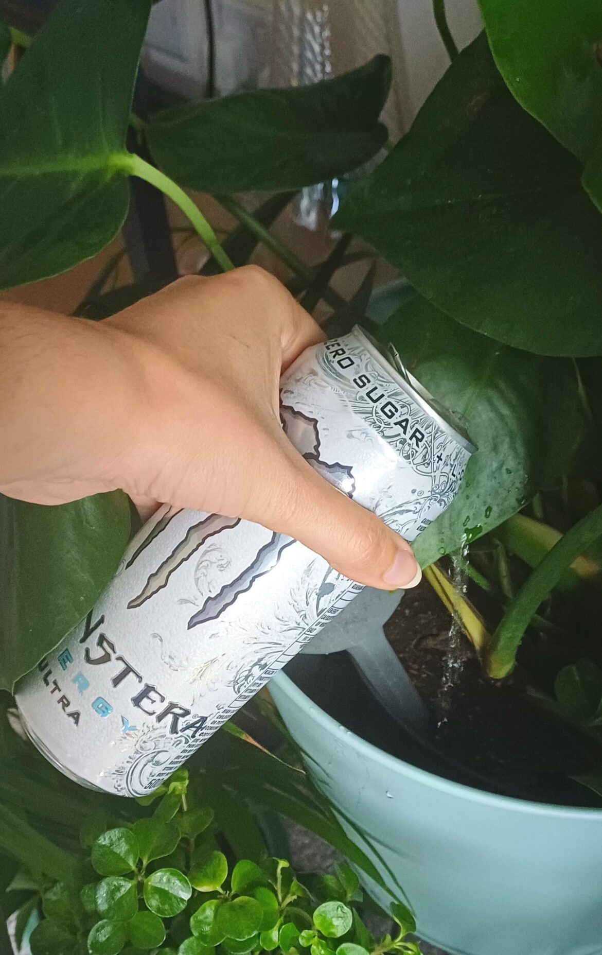 My monstera will be so big and strong with this new plant food!