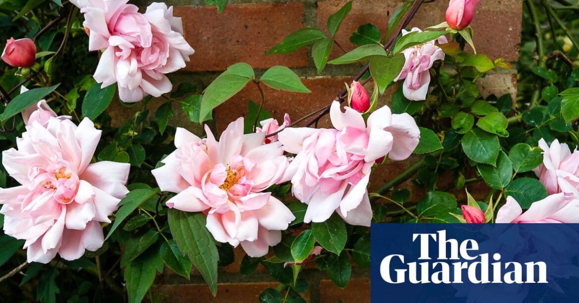 Rose plants to records: wedding gift ideas that won’t break the bank | Weddings