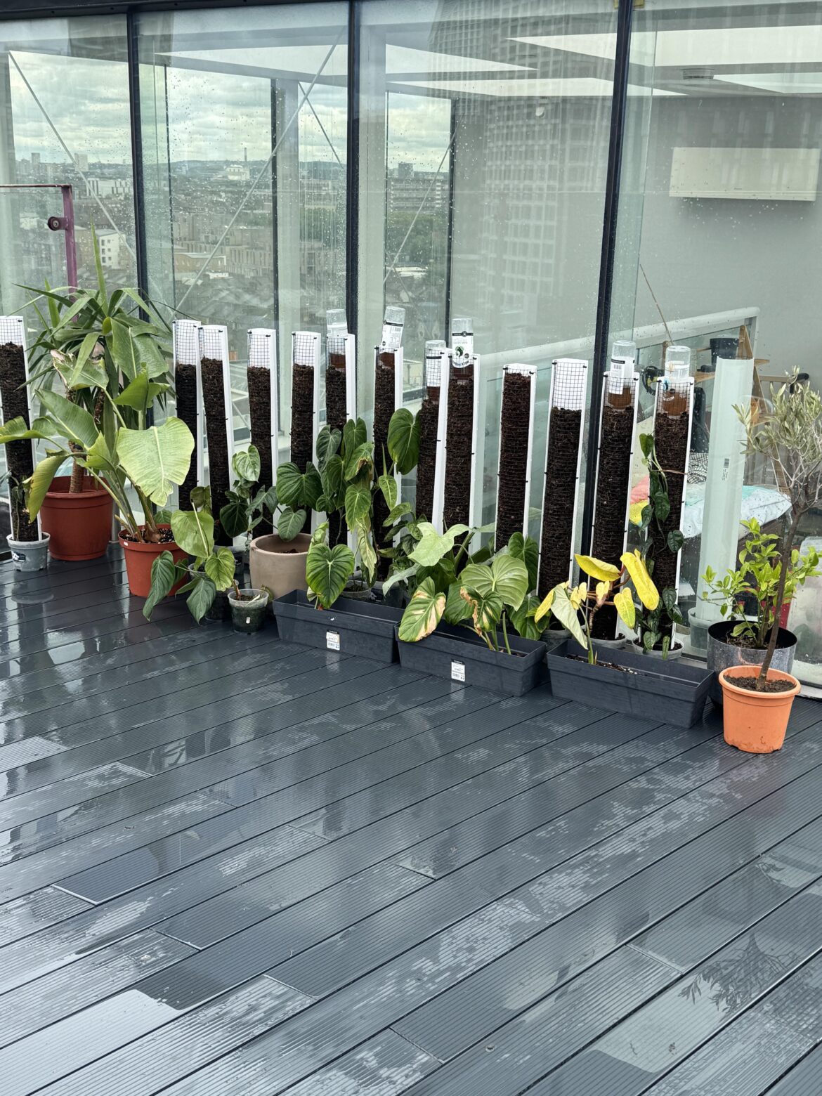 A bunch of philodendron plants I have (and a few cheeky monstera)