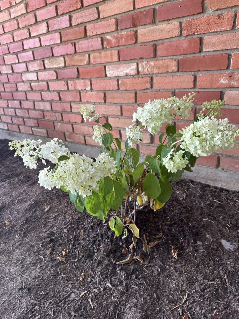 What do my Hydrangeas need? More or less water?