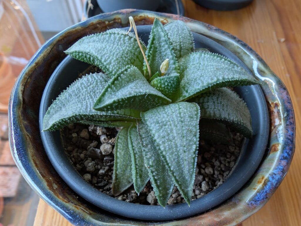 H. gintaikyo condition?